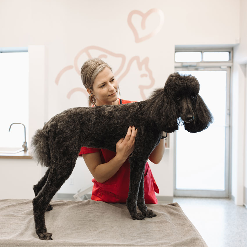 A photo of Marie and her poodle Vivian