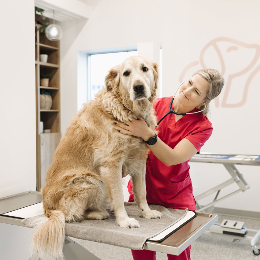 A photo of Marie and a golden retriever
