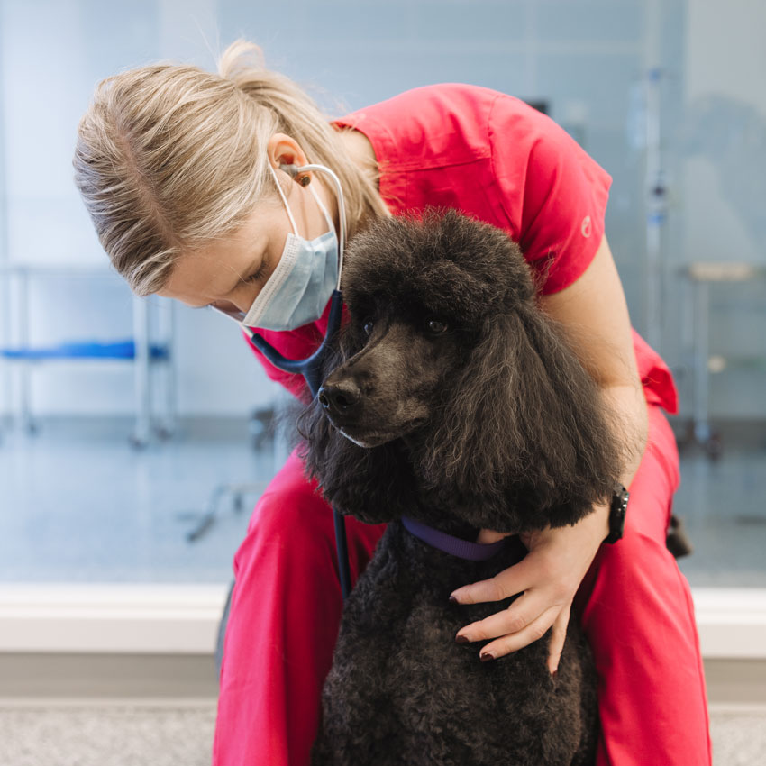 A photo of Marie and her poodle Vivan
