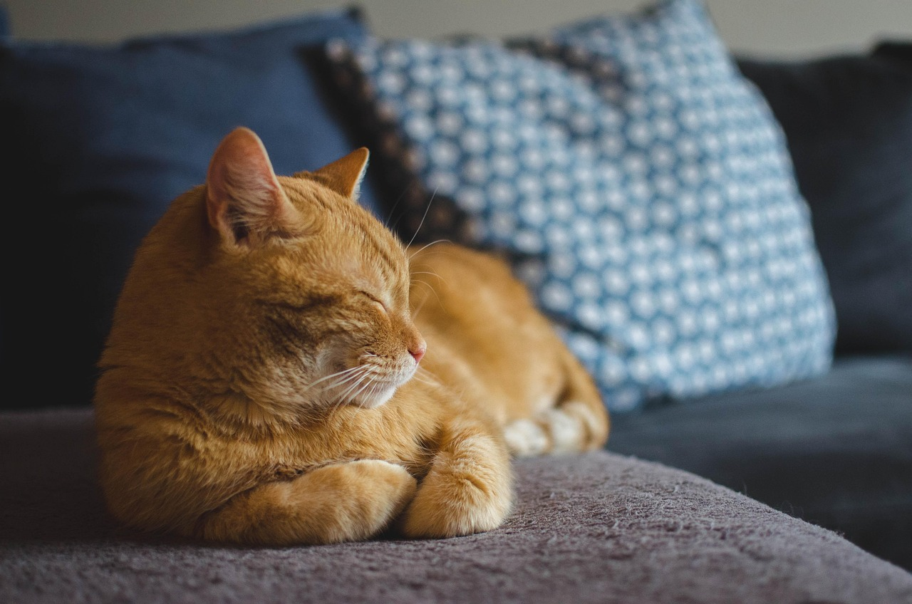 Orange tabby cat laying on grey sofa with eyes closed