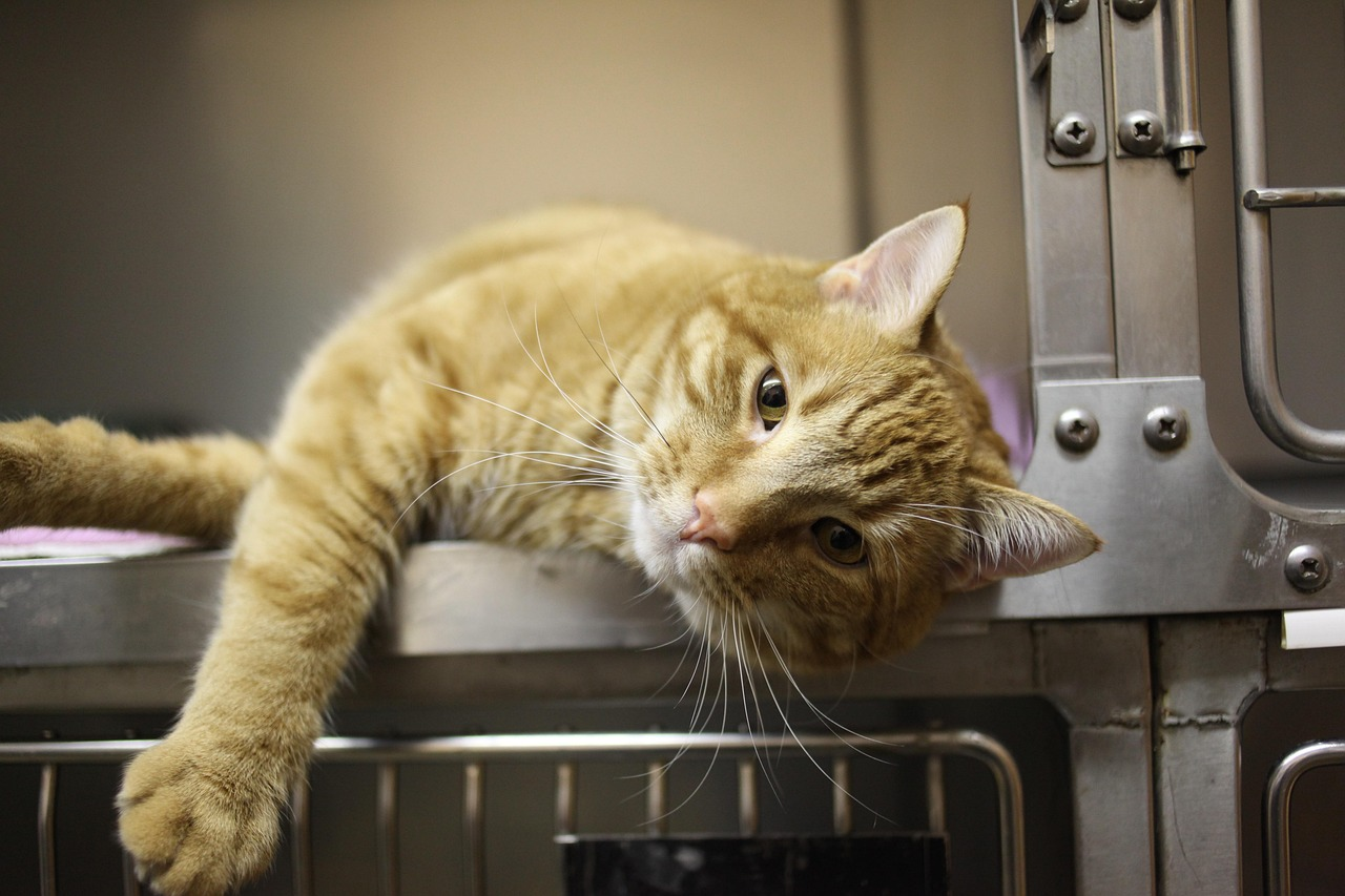 Orange tabby cat in cage at veterinary clinic with door open and laying on his side